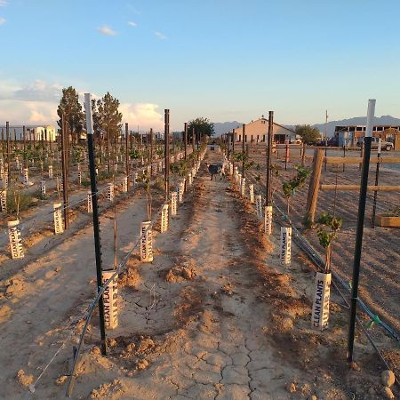 Black Star Ranch Vineyard Pahrump Buitenkant foto