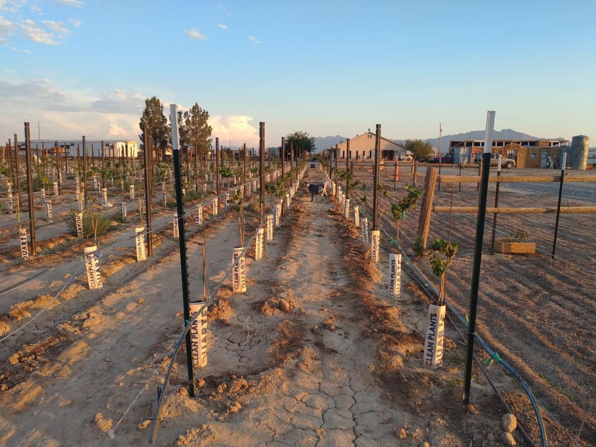 Black Star Ranch Vineyard Pahrump Buitenkant foto